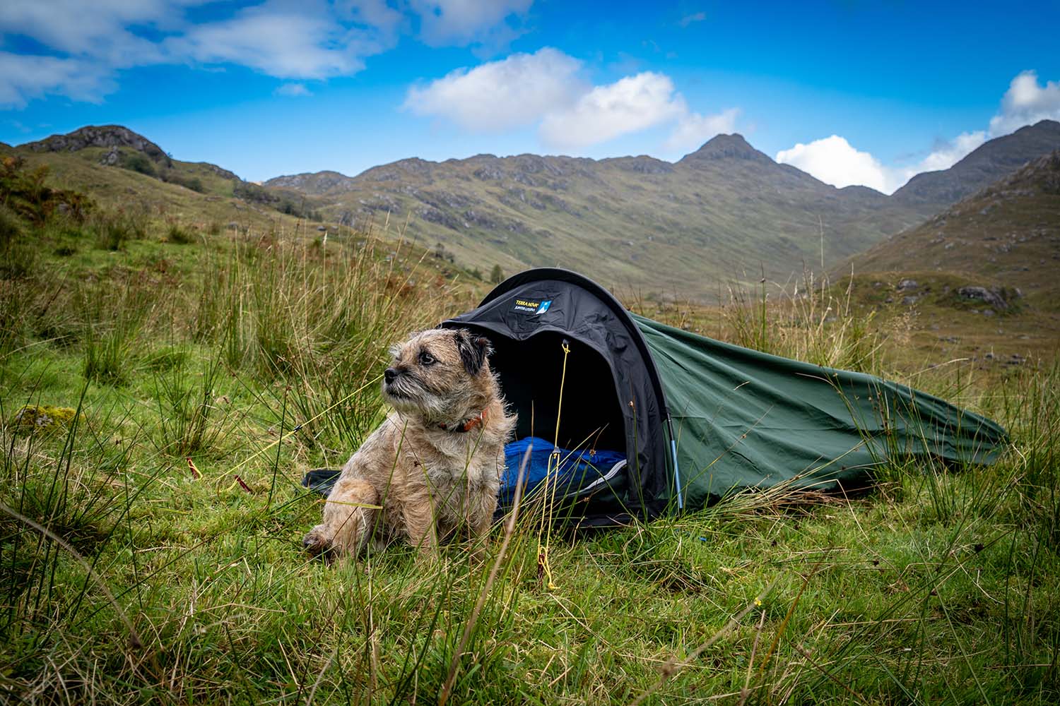 Small scruffy brown-and-black dog sitting outside a green one-person tent on grassy hillside, with rolling mountains and a blue sky dotted with clouds in the background.
