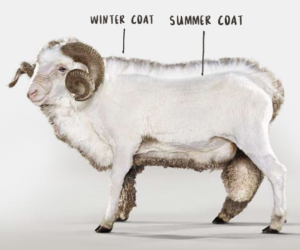 Illustration of a sheep displaying its winter and summer coats, labeled to show the differences in wool texture and thickness between the two seasons.