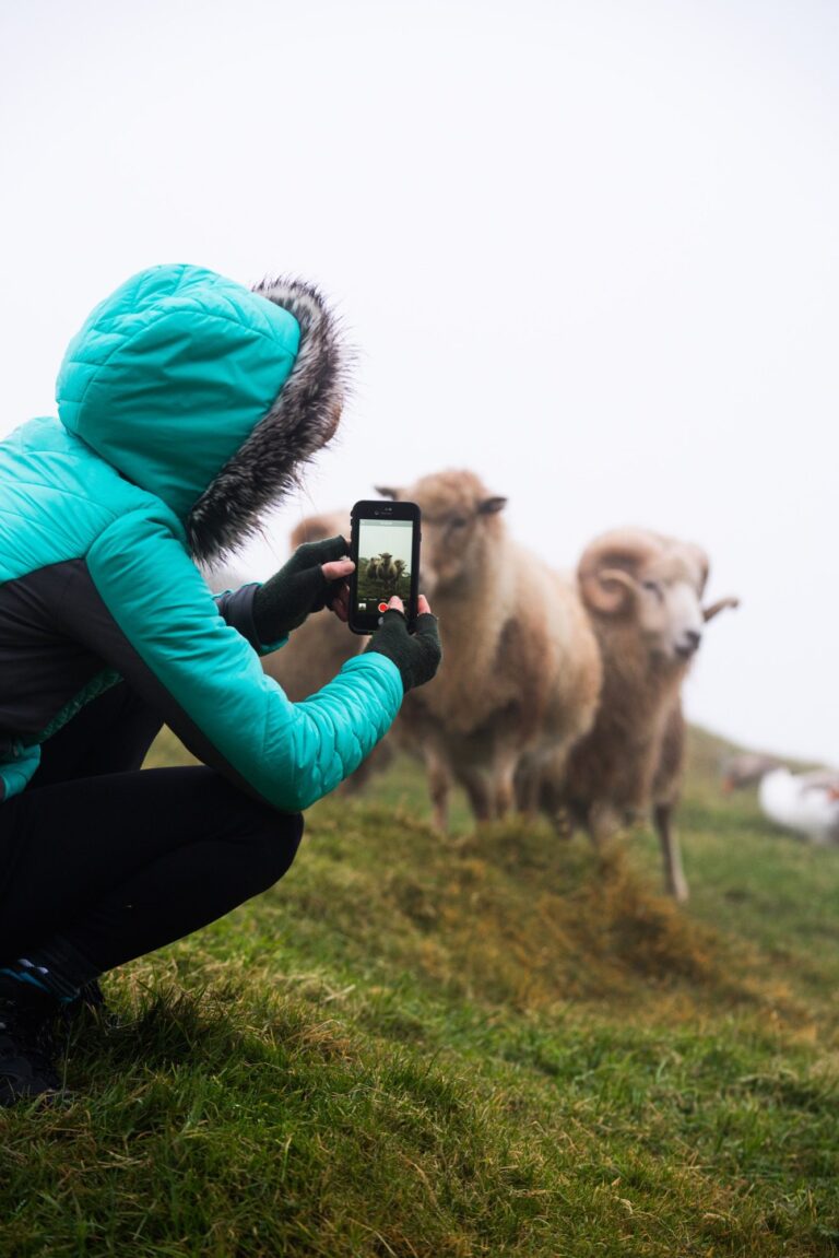 A person wearing fingerless gloves and using their phone to take images of sheep