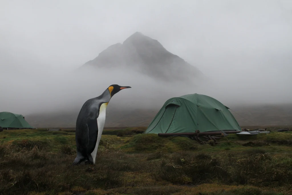 A solitary king penguin stands on wet grassy moor beside green camping tents with a mist-shrouded mountain looming in the foggy background.