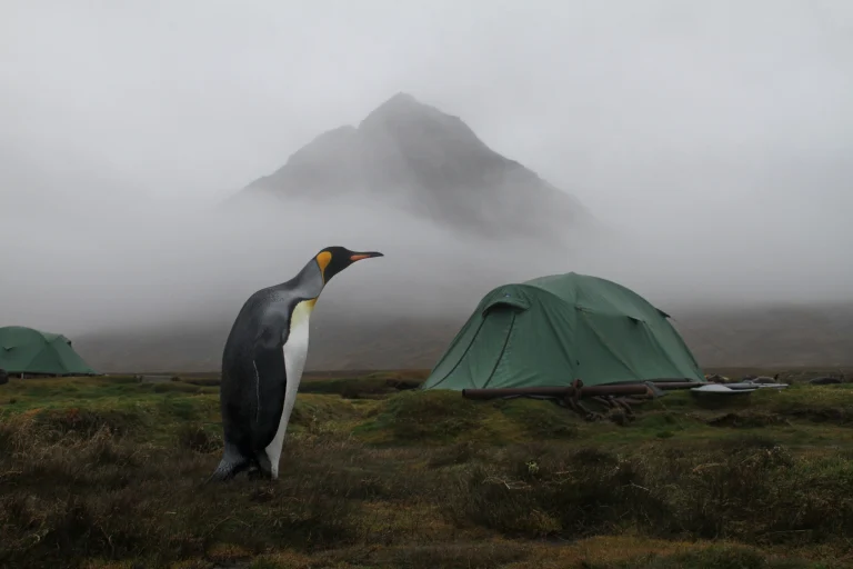 A solitary king penguin stands on wet grassy moor beside green camping tents with a mist-shrouded mountain looming in the foggy background.