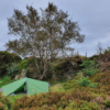 Small green tent pitched in a grassy clearing beneath a tall birch tree on a heather‑covered rocky hillside under a grey, overcast sky