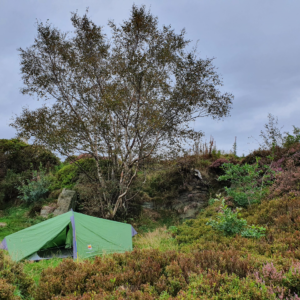 Small green tent pitched in a grassy clearing beneath a tall birch tree on a heather‑covered rocky hillside under a grey, overcast sky