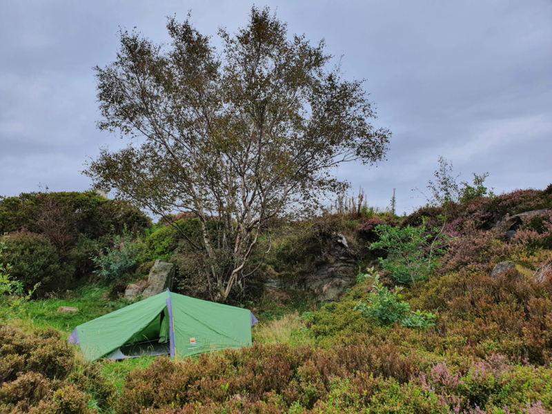 Small green tent pitched in a grassy clearing beneath a tall birch tree on a heather‑covered rocky hillside under a grey, overcast sky