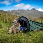 A small scruffy tan-and-grey dog with a collar sits outside a green bivvy tent pitched on grassy moorland with rolling hills and a blue sky with scattered clouds.
